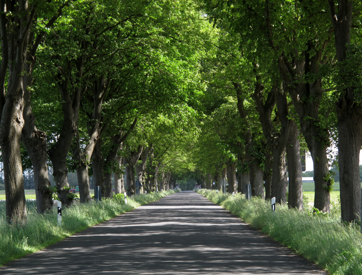 Allee an der Ostsee